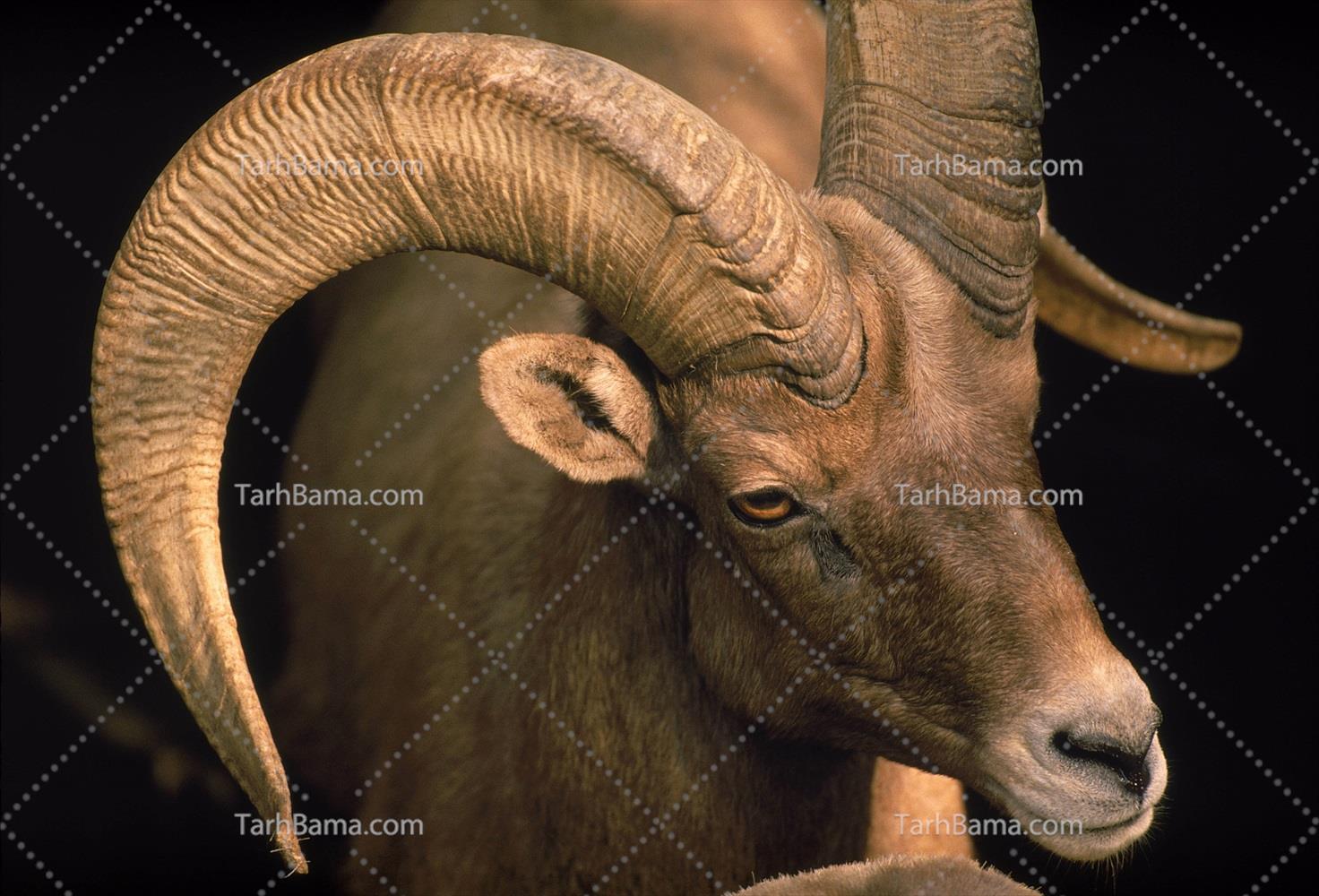 تصاویر پستانداران